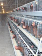 A Frame Breeding Chicken Cage System