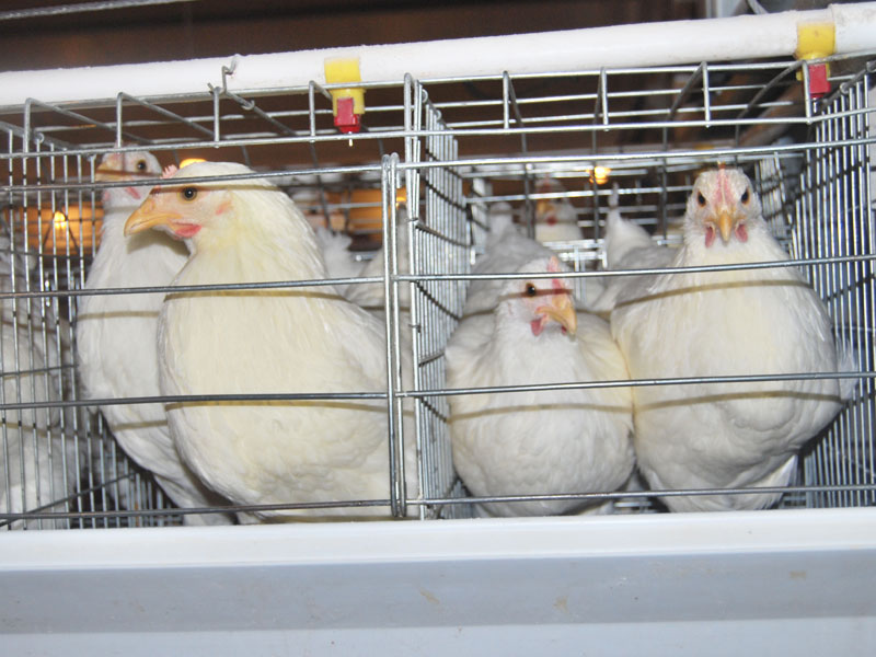 A Frame Breeding Chicken Cage System