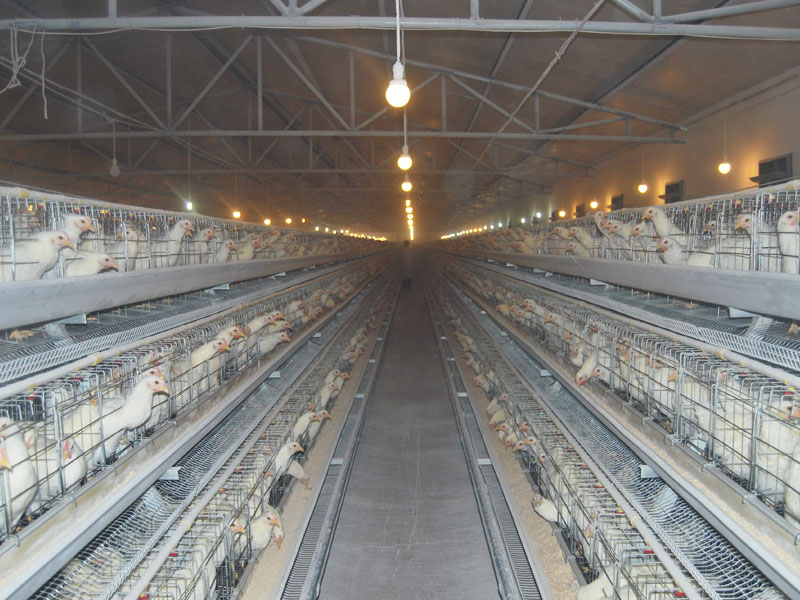 A Frame Breeding Chicken Cage System