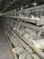 A Frame Broiler Cage System