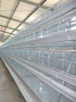A Frame Cage with Manure Removal Belt System,Belt System