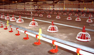 deep-litter-system, pen feeding system