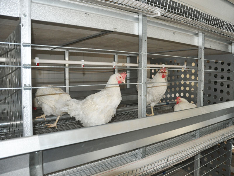 H Frame Breeding Chicken Battery Cage System