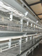 H Frame Broiler Battery Cage System
