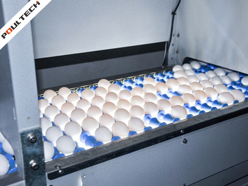 egg-processing machine