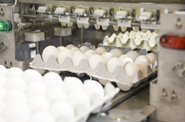 Egg Grading & Packing Machine
