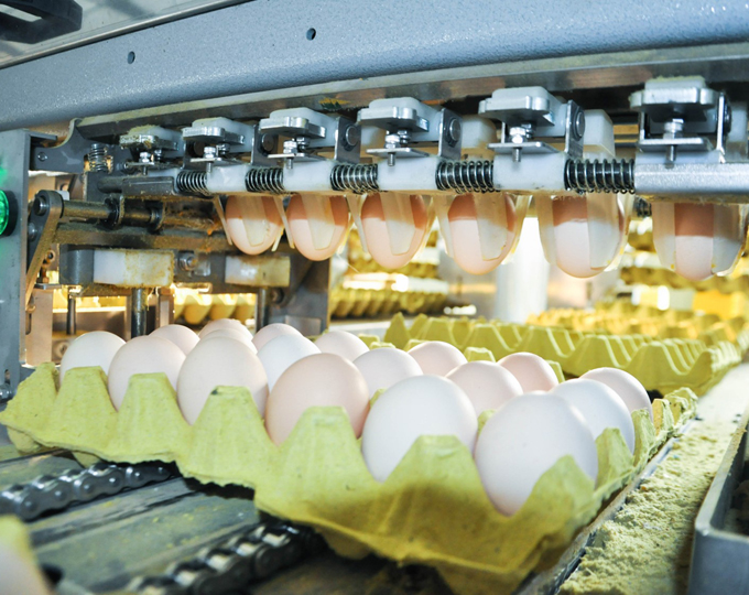 Egg Grading & Packing Machine