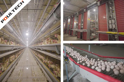 layer farm project