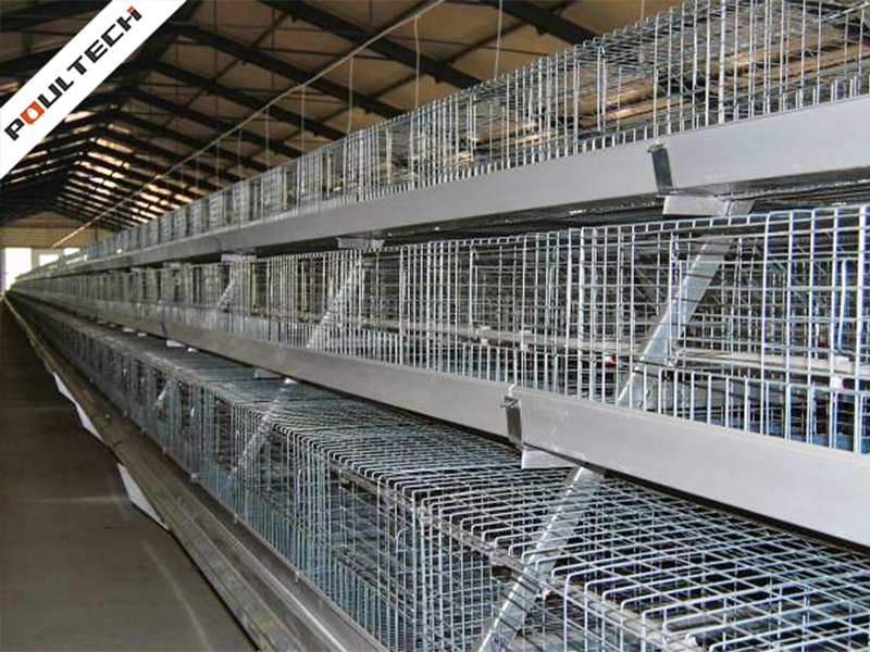 A Frame Pullet Cage System