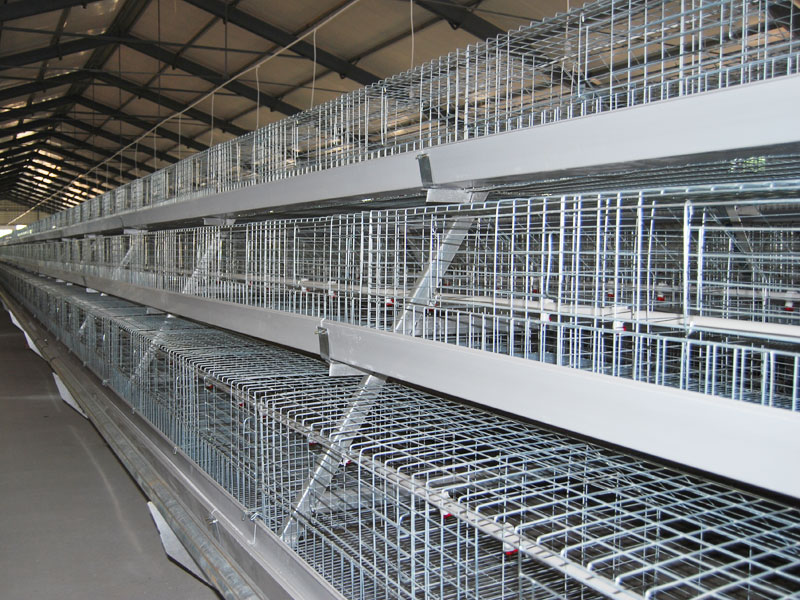 A Frame Broiler Cage System