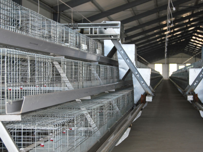 A Frame Broiler Cage System