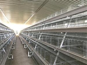 chicken-farm-project-in-benin
