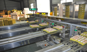 POUL TECH provide Egg Grading & Packing Equipment for Project in Luoyang