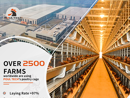 Best Chicken Cage Factory in China