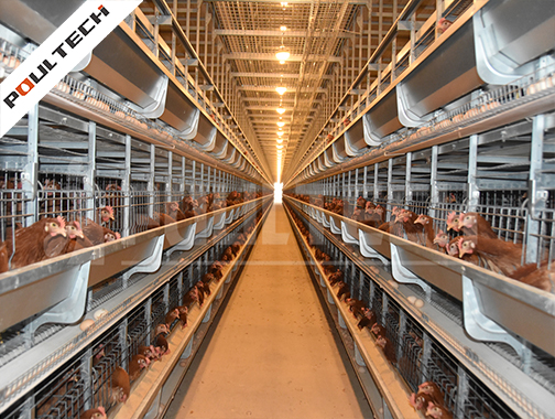 Marketing Strategy for Poultry