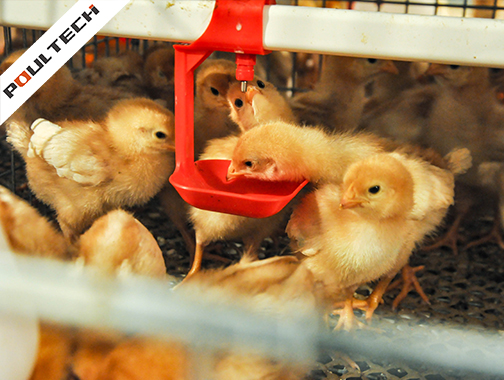 How to Raise Baby Chicks in the First 10 Days