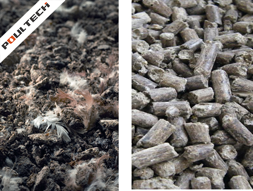 Poultry production: from poultry manure to pellets