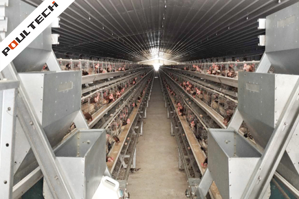 Two Chicken Houses’ Layer Breeder Equipment For Vietnamese Customers